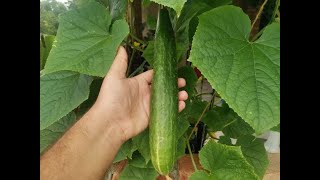 How to Grow Cucumbers Hydroponics From Seed At Home [upl. by Inglis926]