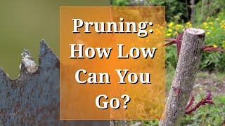 Pruning How Low Can You Go [upl. by Onfre801]