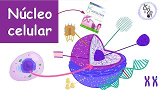 Núcleo Celular Componentes funciones  Histología Ross [upl. by Gnet137]