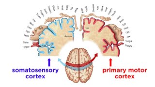 The Sensorimotor System and Human Reflexes [upl. by Newbold]