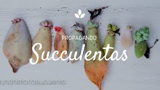 Como Propagar Suculentas por hoja paso a paso  How to propagate succulents step by step CC English [upl. by Thgiled]