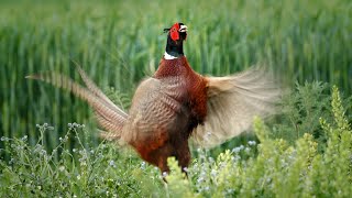 Bird sounds – Common pheasant Phasianus colchicus [upl. by Sibell]