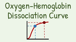 Oxygen Hemoglobin Dissociation Curve [upl. by Gula]