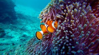 CLOWNFISH and Anemone [upl. by Nnaeiram]