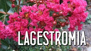 Aprende el cuidado de la lagerstroemia indica [upl. by Bethany]