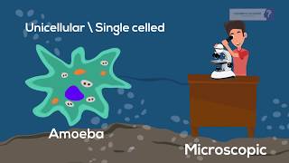 Buttercup the Water Bear Sees a Giant Amoeba [upl. by Pirali]