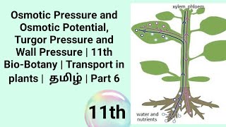 Osmotic Pressure amp Potential Turgor amp Wall Pressure  11th BioBotany Transport in plants  தமிழ் [upl. by Bucher45]