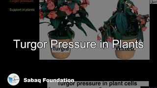 Turgor Pressure in Plants Biology Lecture  Sabaqpk [upl. by Airliah]