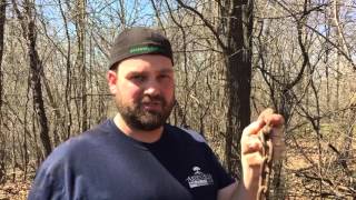 How to get rid of buckthorn [upl. by Gratianna]