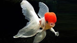 10 Most Beautiful Goldfish Species in the World [upl. by Offen]