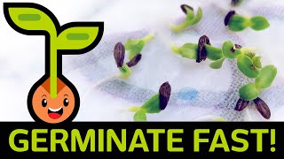 🌱 Fast amp Easy Seed Germination How to Start Seedlings from Paper Towel Method Container vs Baggie [upl. by Laniger]