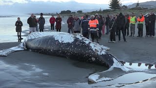 Amazing barnacles on Beached Whale [upl. by Wolenik]