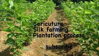 Sericulture  Start up  Mulberry plantation process [upl. by Ahlgren]