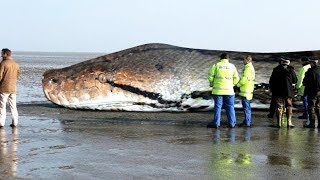 The BIGGEST SNAKE Ever  TITANOBOA [upl. by Herr298]