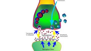 How SSRIs Work [upl. by Jak]