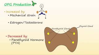 Bone Regulation Part 1 [upl. by Gough]