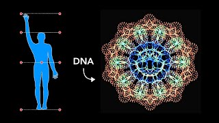 HOW Sacred Geometry is embedded in YOUR DNA [upl. by Gnuoy607]