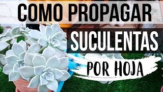 REPRODUCIR SUCULENTAS FÁCIL Y RÁPIDO 2018 PROPAGACION POR HOJA [upl. by Snook]