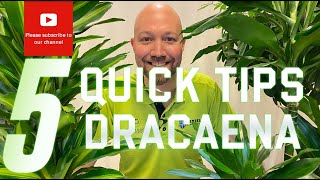 5 Quick tips Dracaena [upl. by Valentino861]