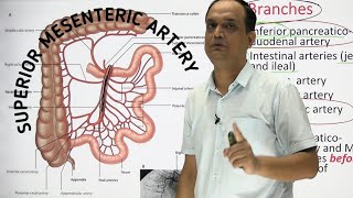 SUPERIOR MESENTERIC ARTERY  ANATOMY [upl. by Navonod187]