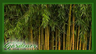 Bamboo Attributes and Containment  Volunteer Gardener [upl. by Gnav]