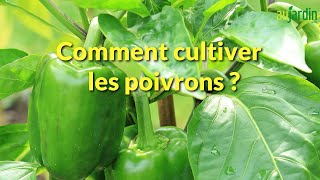 Comment REPIQUER et CULTIVER le POIVRON au POTAGER [upl. by Nomyt]