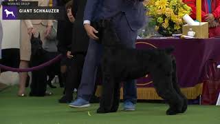 Giant Schnauzers  Breed Judging 2020 [upl. by Abihsat665]