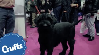 Giant Schnauzer  Crufts Breed Information [upl. by Ingar284]