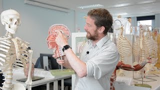 Brain  midline neuroanatomy part 1 [upl. by Gardiner868]