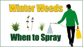 When to Treat Winter Weeds [upl. by Ahtekahs171]