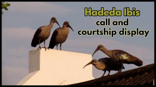 Hadeda Ibis call and courtship display [upl. by Magdalen]