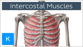 Intercostal Muscles  Function Area amp Course  Human Anatomy  Kenhub [upl. by Giefer]