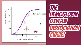 Hemoglobin Function and the Hemoglobin Oxygen dissociation curve [upl. by Kcitrap]