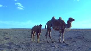 Camel and Calf Walking In the Desert [upl. by Theis641]