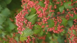 Planting Tips  How to Plant a Viburnum [upl. by Yoshio]