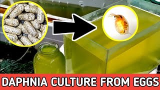 HOW TO HATCH DAPHNIA EGGS  HOW TO CULTURE DAPHNIA [upl. by Anned]