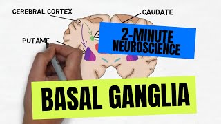 2Minute Neuroscience Basal Ganglia [upl. by Anehsat]