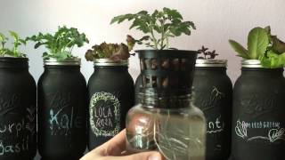 Easy DIY Beginner Hydroponic Kratky System [upl. by Trebmal102]