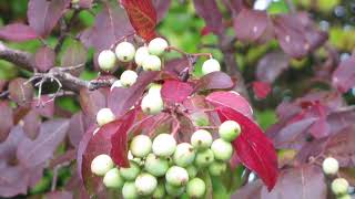 Viburnum prunifolium blackhaw [upl. by Niotna]