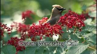 Cedar Waxwing Call [upl. by Hayyifas871]