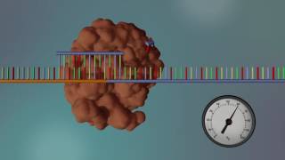 DNA Sequencing  3D [upl. by Nnyleuqaj]