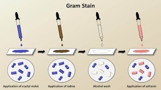 Classification of Bacteria Antibiotics  Lecture 1 [upl. by Bagley]