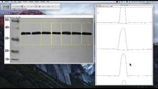 ImageJ tutorial Band Intensity [upl. by Yarb]