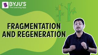 Fragmentation And Regeneration  Class 7  Learn With BYJUS [upl. by Anelrac848]