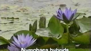 fragrant water lily Nymphaea odorata [upl. by Amian985]