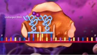 Molecular Biology of Gene [upl. by Ahseet724]