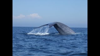 Blue Whale close encounter Newport Harbor California [upl. by Prochoras]