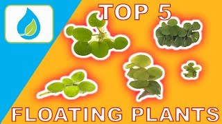 TOP 5 FLOATING AQUARIUM PLANTS [upl. by Lakim]