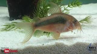 How to Care for Corydoras Eggs and fry [upl. by Oker]