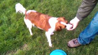 Kooikerhondje Kooiker Dog Catching Frisbee Fetching and Swimming [upl. by Hiasi]